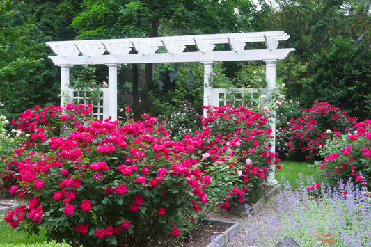 Holistic Wellness & Herbalism with Roses