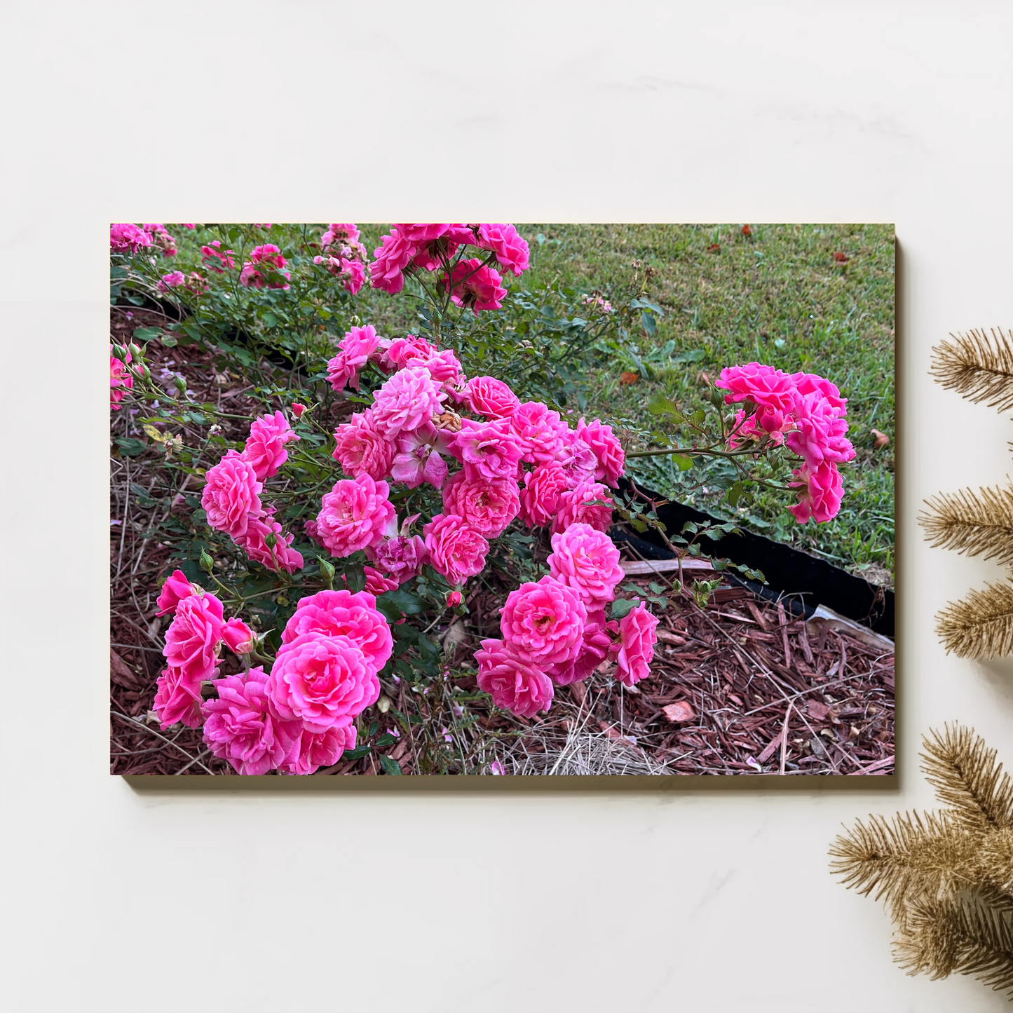 8" x 10" Pink Knockout Roses Chromaluxe Metal Print — Premium Photo & Artwork Print | Includes Hanger
